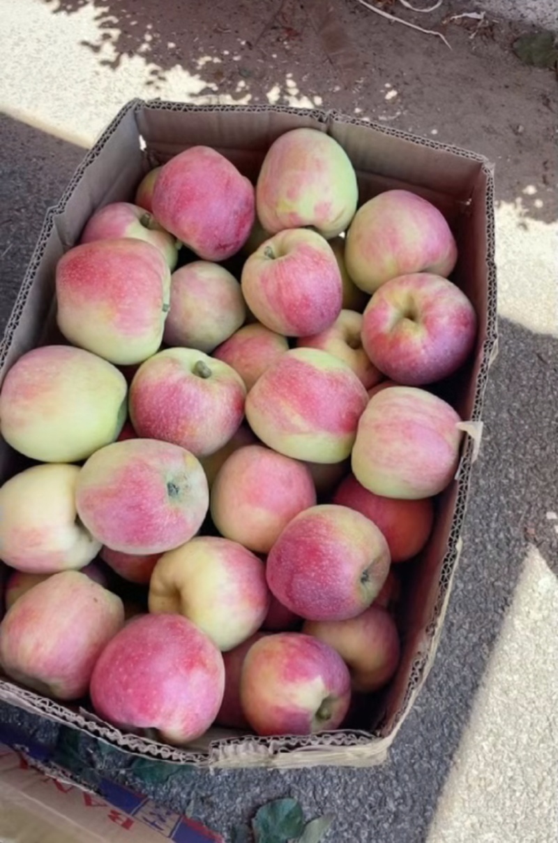 美八苹果产地直销，量大从优，价格实惠，全国发货