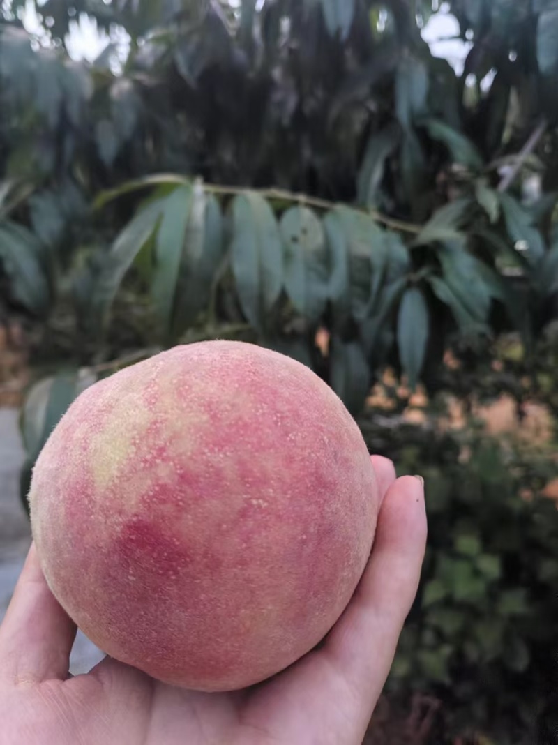 水蜜桃