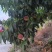 水蜜桃