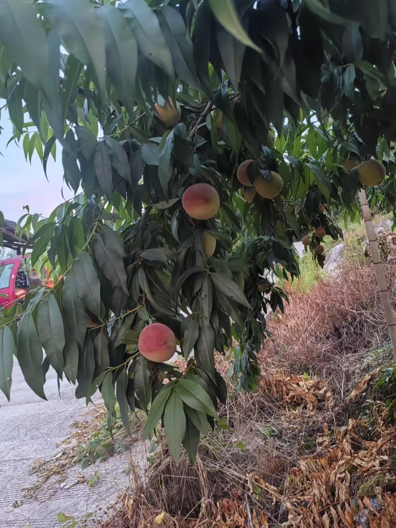 水蜜桃