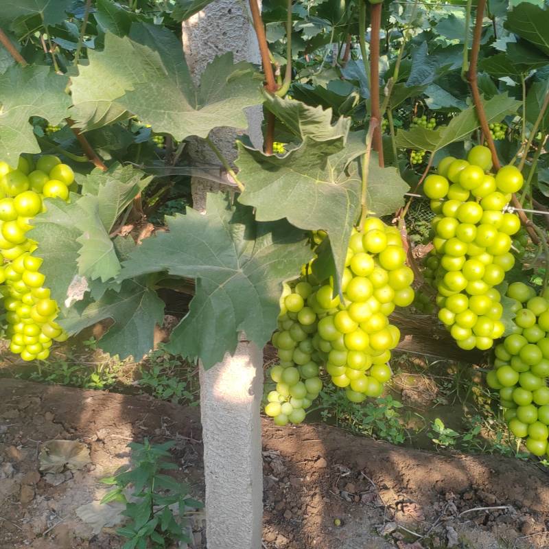 阳光玫瑰大量上市，低糖15.5以上，要货的老板联系我