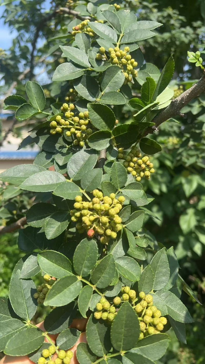 土花椒批发