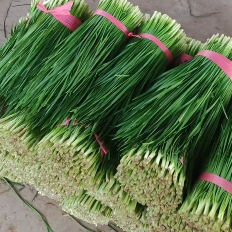 大量供应头刀，各种规格平茬，精品加工货，食品厂货源