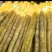 小白嘴山药产地直销，大量现货，量大从优，品质有保障