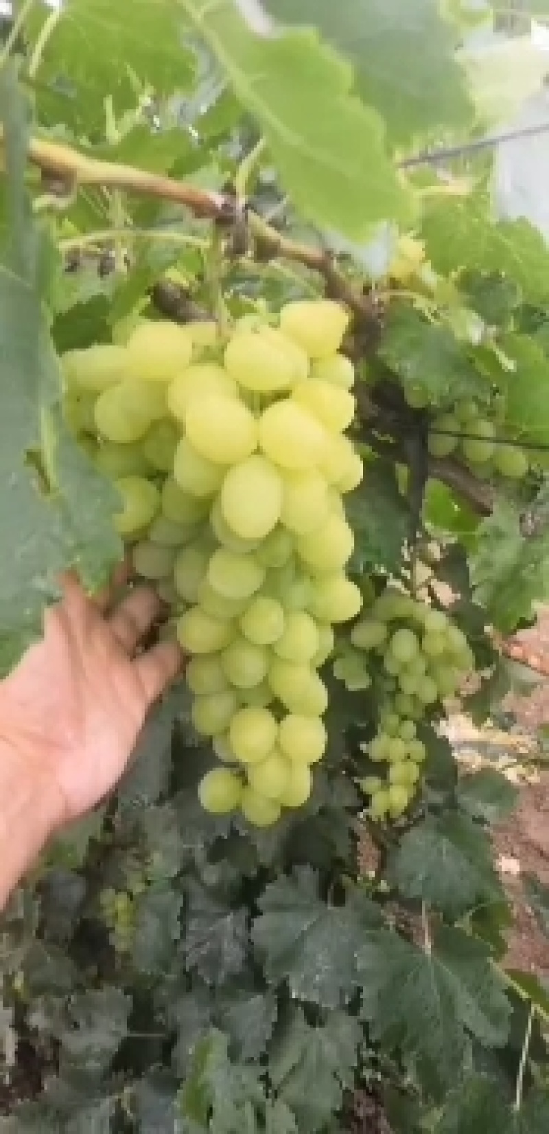 宁夏维多利亚葡萄大量上市了