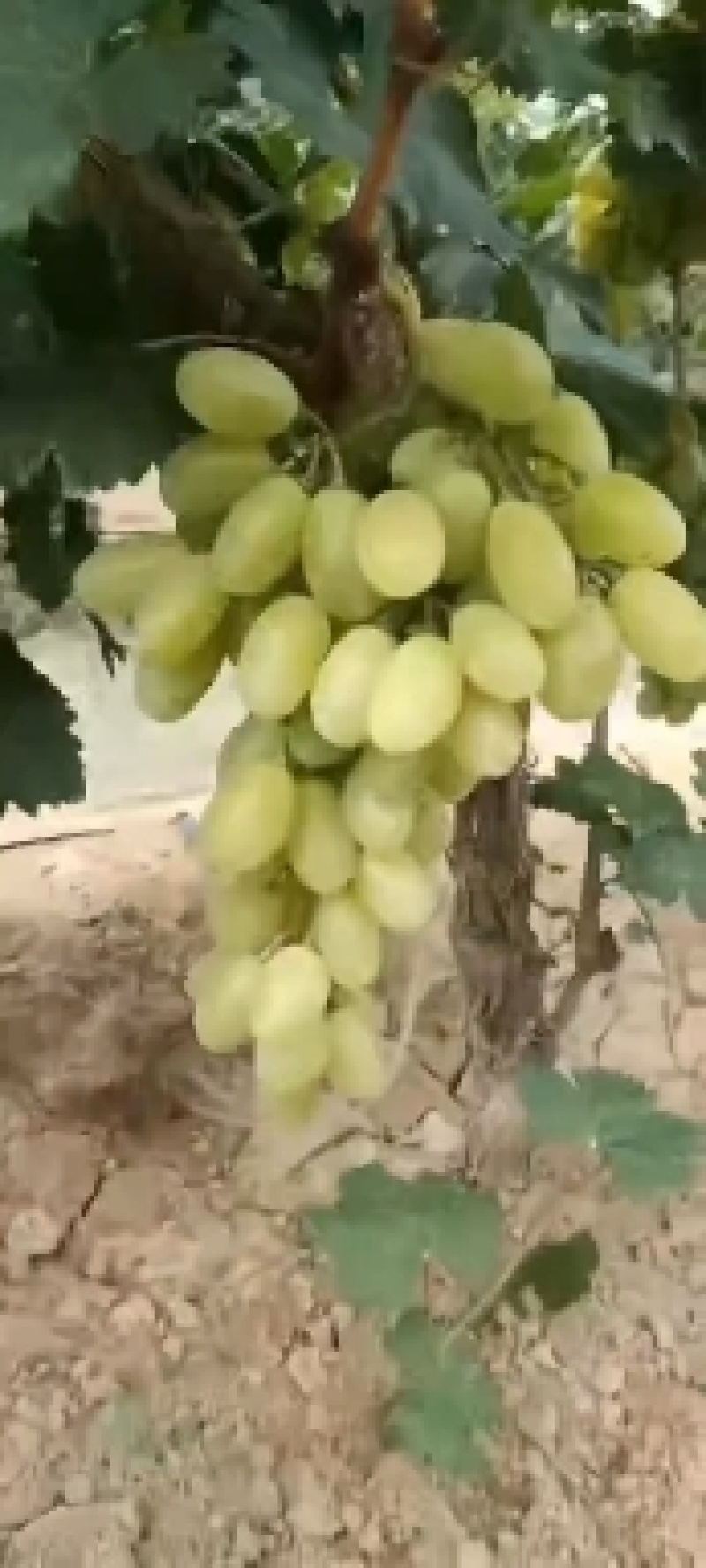 宁夏维多利亚葡萄大量上市了