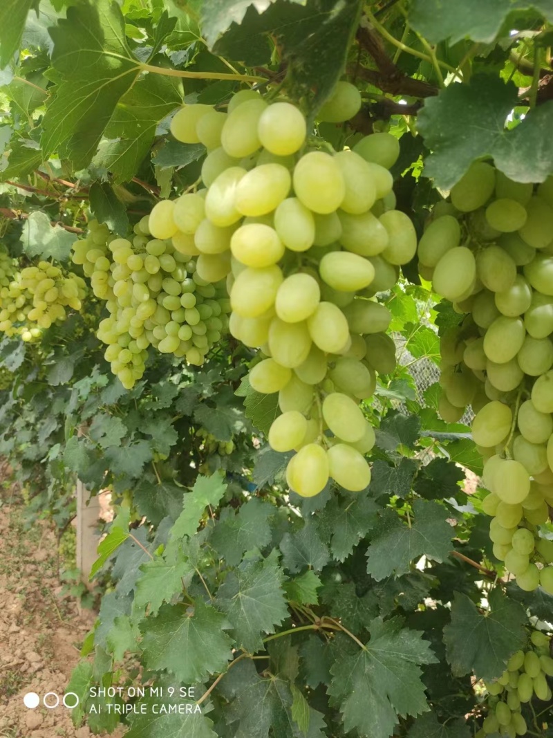 宁夏维多利亚葡萄大量上市了