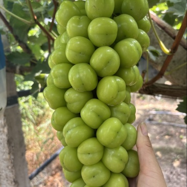 优质量好货