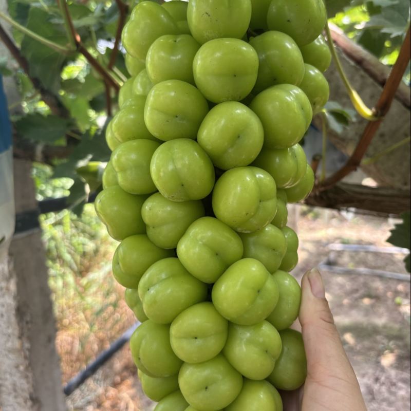 优质量好货
