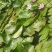 水生植物。睡莲红黄白