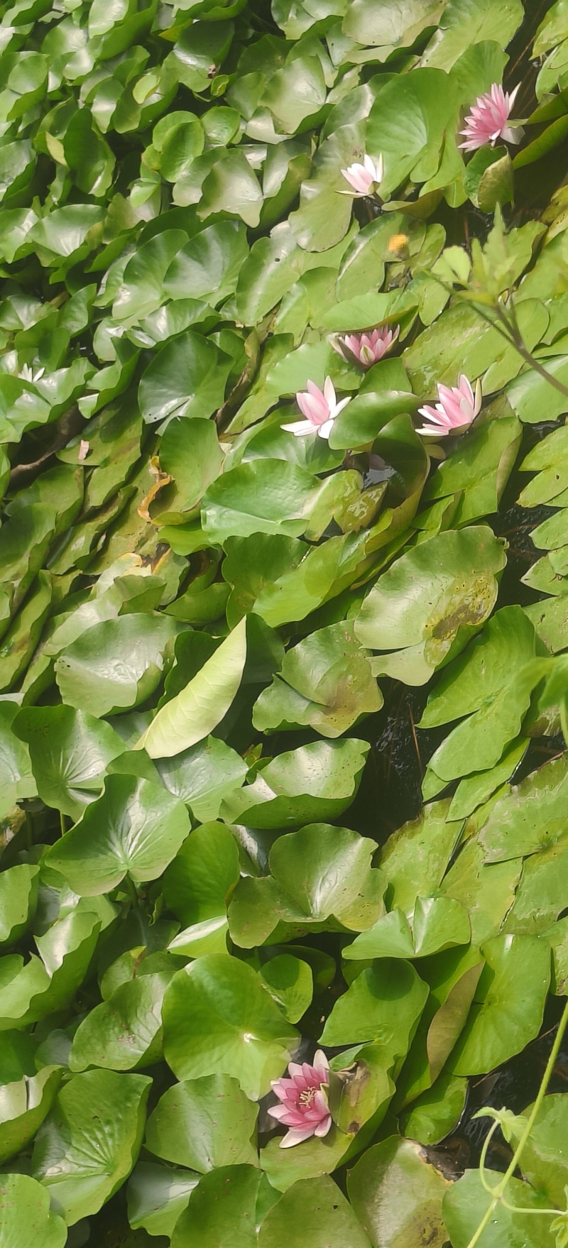水生植物。睡莲红黄白