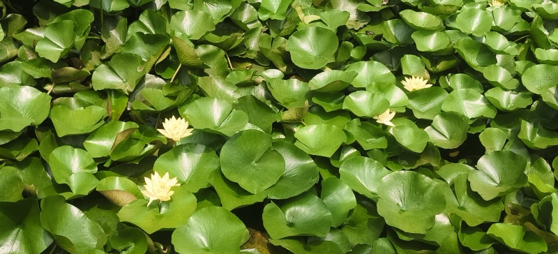 水生植物。睡莲红黄白