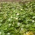 水生植物。睡莲红黄白