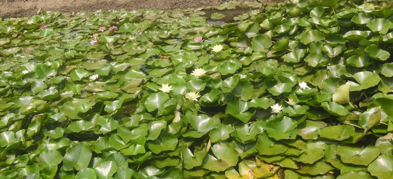 水生植物。睡莲红黄白