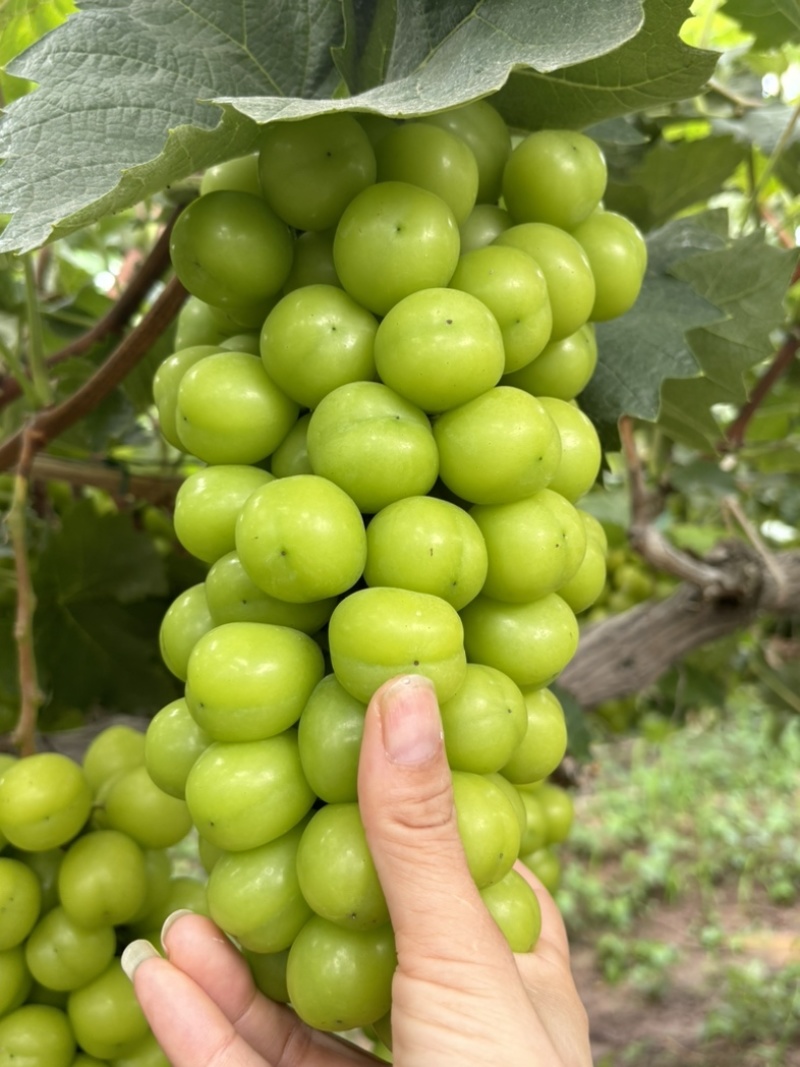 优质量好货