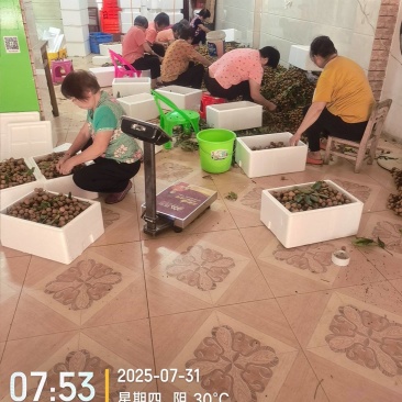 高州龙眼产地直供,专业代收购,代发货!