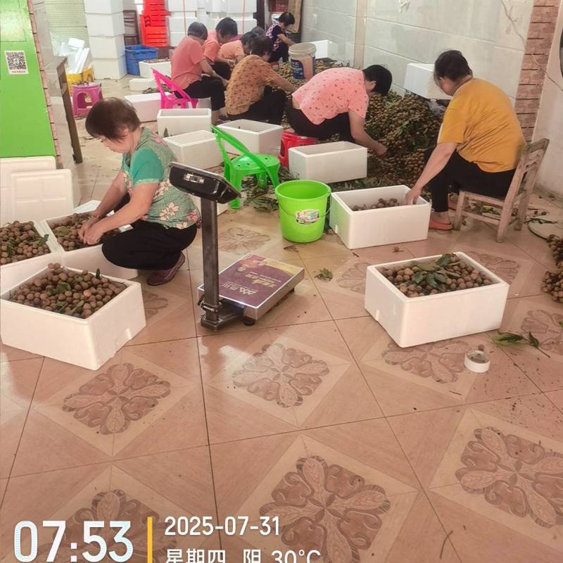 高州龙眼产地直供，专业代收购，代发货！