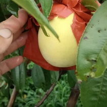 奉贤锦绣黄桃上市了