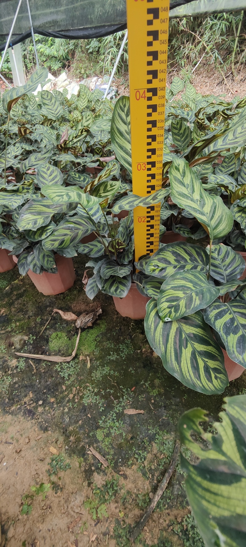 孔雀竹芋