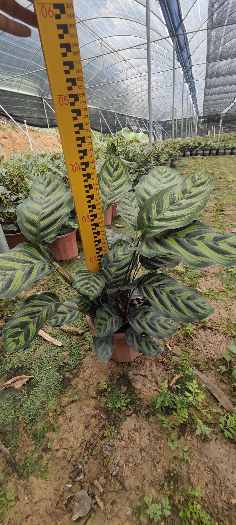 孔雀竹芋