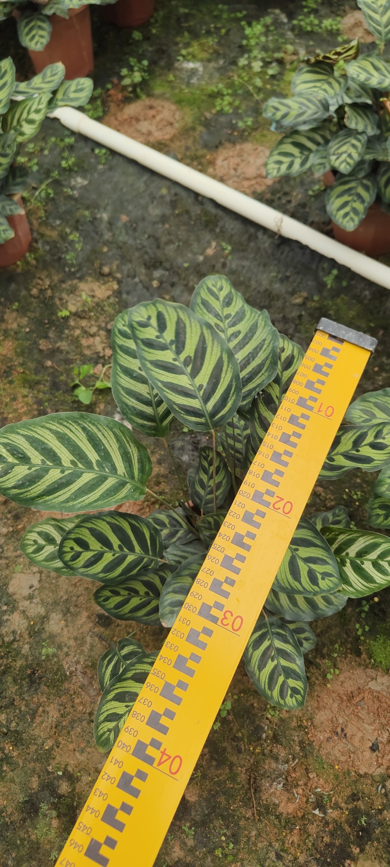 孔雀竹芋