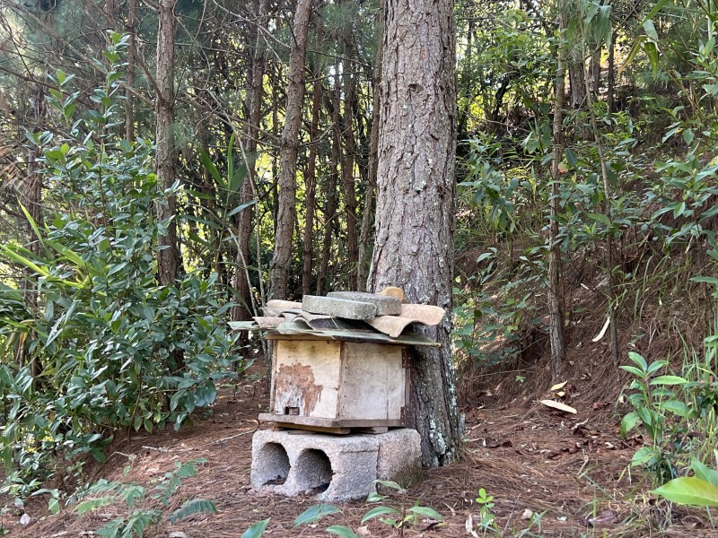 野蜂蜜