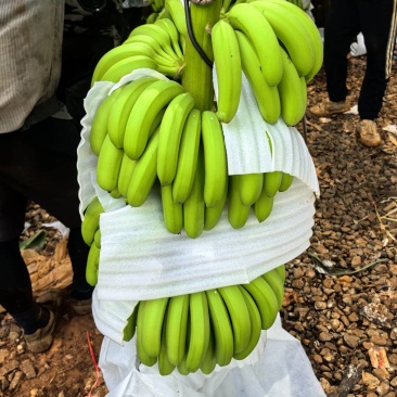 香蕉