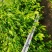 垂榕