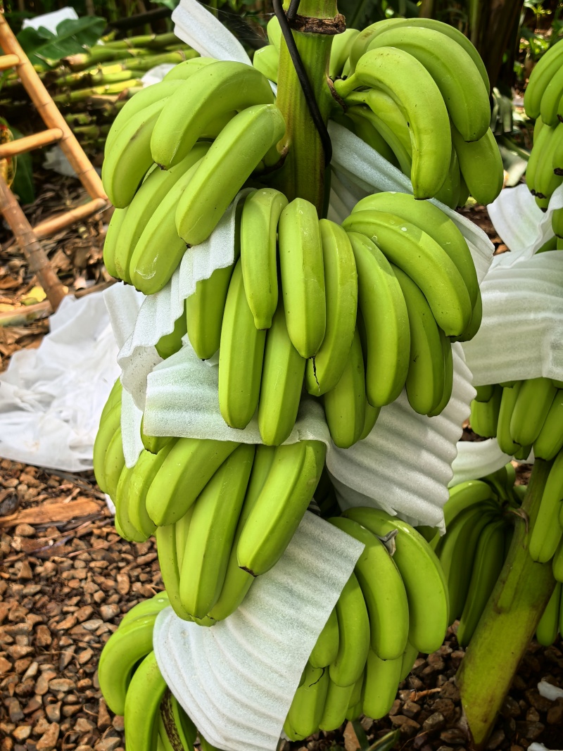 香蕉