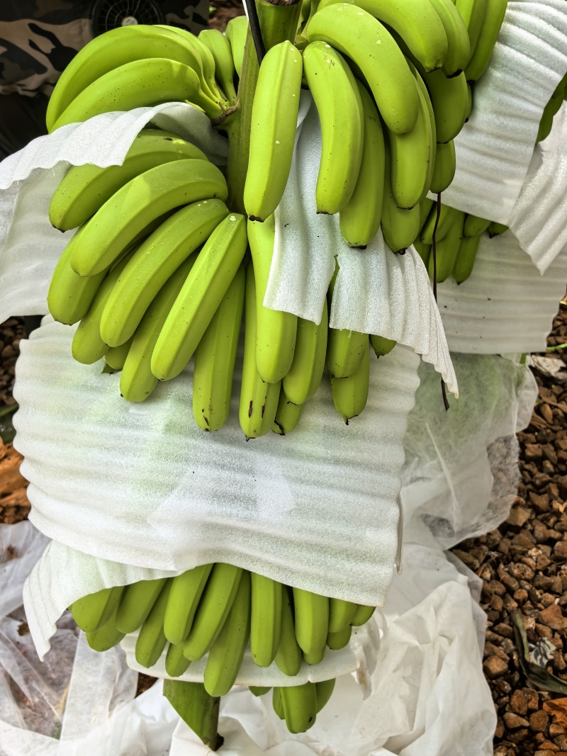 香蕉