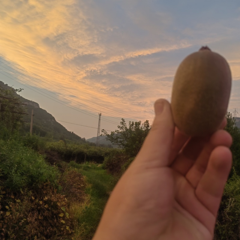 碧玉猕猴桃，高山果，适合渠道，档口商超，社区团购