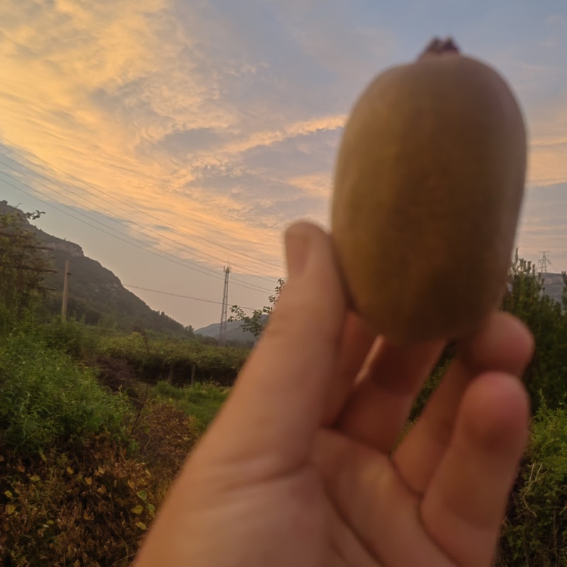 碧玉猕猴桃，高山果，适合渠道，档口商超，社区团购