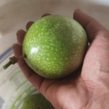 钦密9号百香果