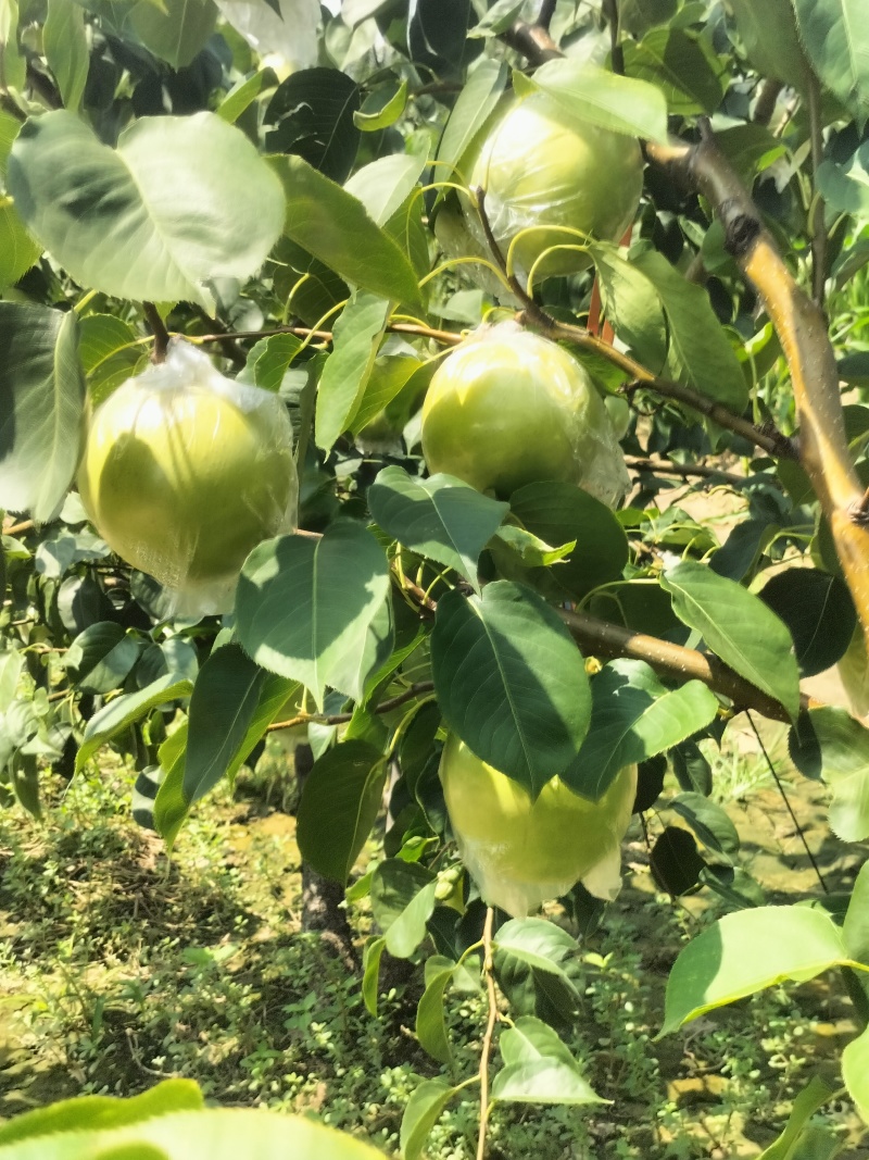 黄冠梨