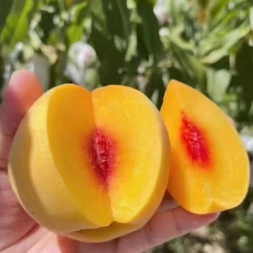 黄桃