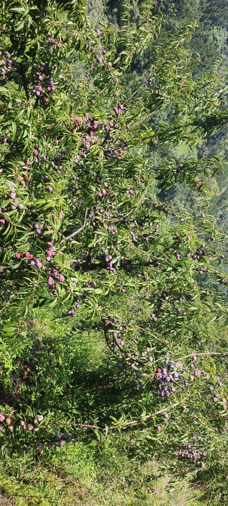 脆红李大量上市有需要的老板看过来