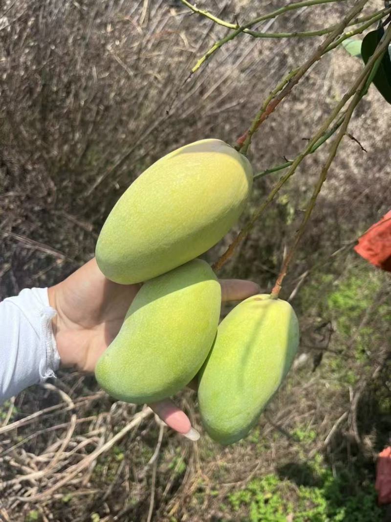 贵州晚期金煌芒精品货欢迎市场电商老板来对接质量有保证哦