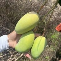 金煌芒晚期成熟果市场货质量保证一天装几万斤价格美丽欢迎