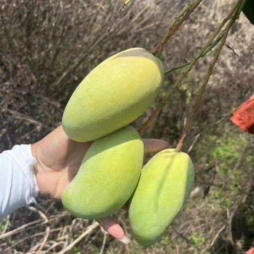 金煌芒晚期成熟果市场货质量保证一天装几万斤价格美丽欢迎