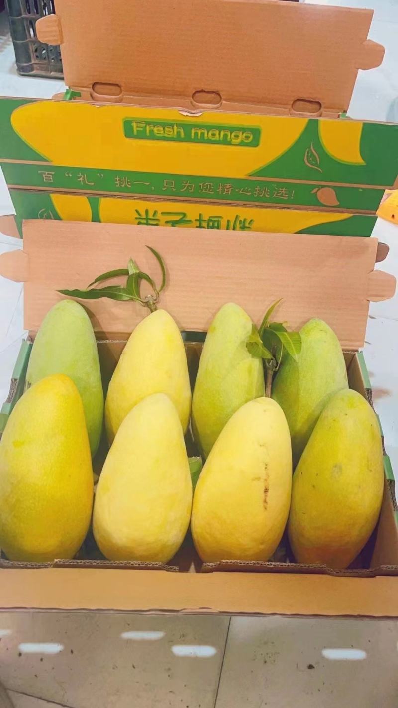 金煌芒晚期成熟果市场货质量保证一天装几万斤价格美丽欢迎