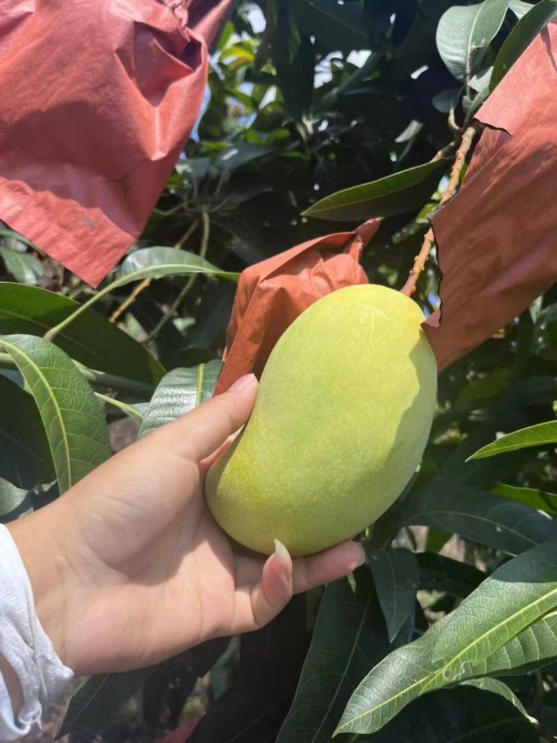 金煌芒晚期成熟果市场货质量保证一天装几万斤价格美丽欢迎