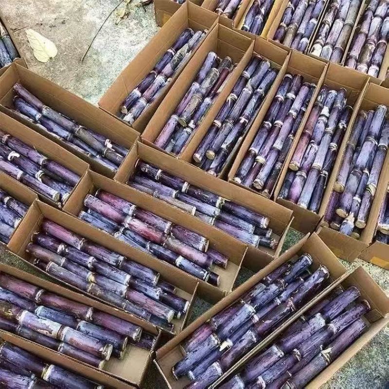 贵州紫皮甘蔗精品电商市场货一件袋发整车质量保证欢迎