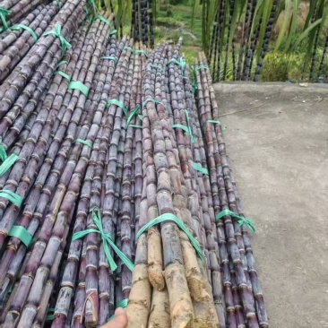 贵州紫皮甘蔗精品电商市场货一件袋发整车质量保证欢迎
