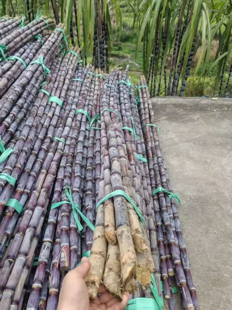 贵州紫皮甘蔗精品电商市场货一件袋发整车质量保证欢迎