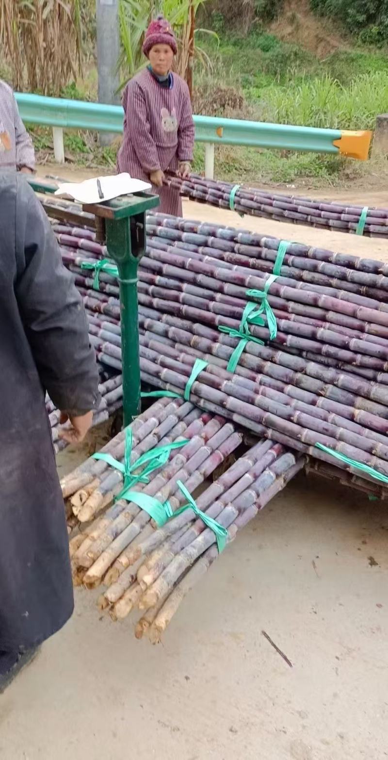 贵州紫皮甘蔗精品电商市场货一件袋发整车质量保证欢迎