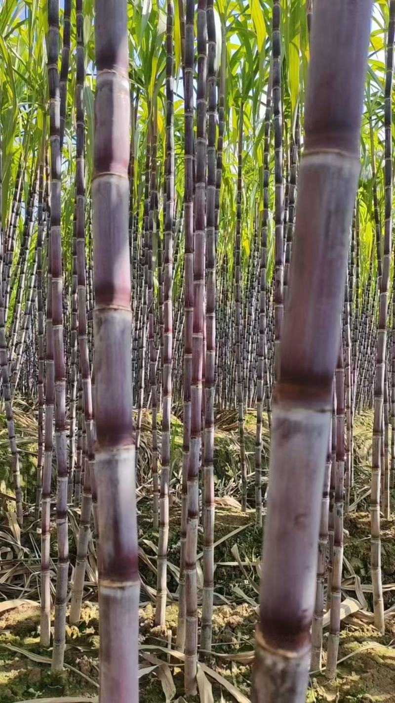 贵州紫皮甘蔗精品电商市场货一件袋发整车质量保证欢迎