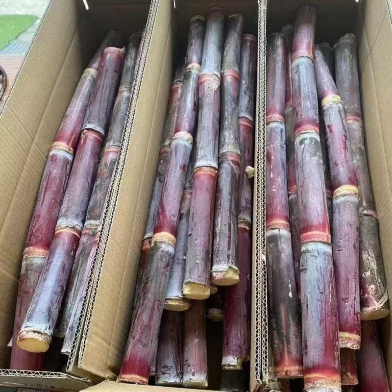 贵州紫皮甘蔗精品电商市场货一件袋发整车质量保证欢迎