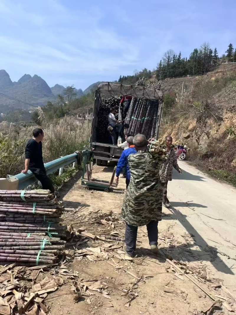 贵州紫皮甘蔗精品电商市场货一件袋发整车质量保证欢迎