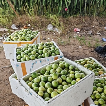 大基地精品百香果，欢迎新老客户光临***********