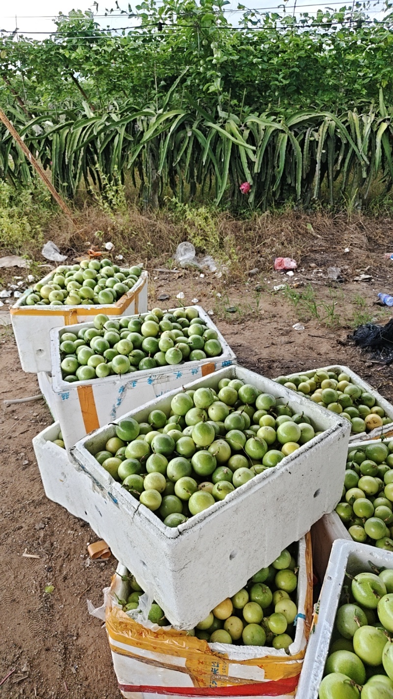 大基地精品百香果，欢迎新老客户光临***********